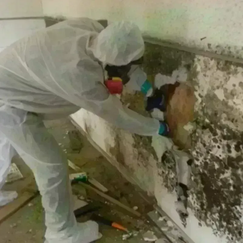 Mold Remediation and Removal in Williamson County, TX